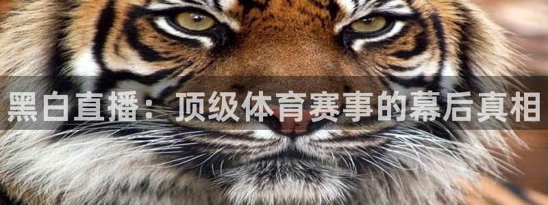 nba直播说球帝在线观看：黑白直播：顶级体育赛事的幕后真相